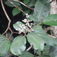 Miconia calvescens DC.